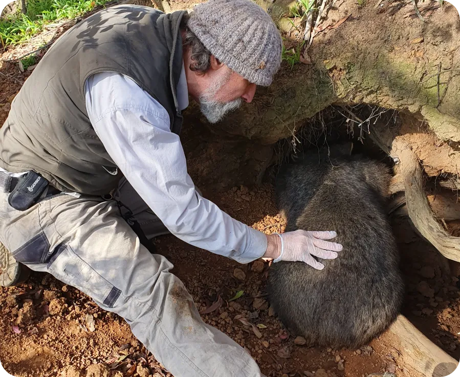 John Creighton with a Wombat next to a burrow