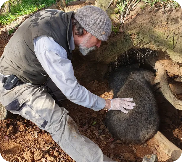 John Creighton with a Wombat next to a burrow