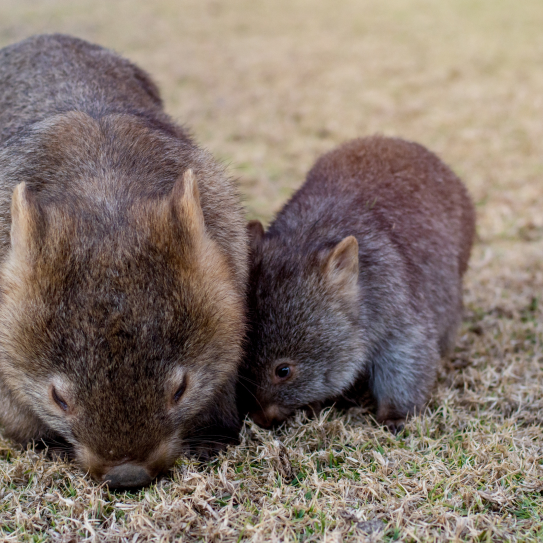 Wombat family