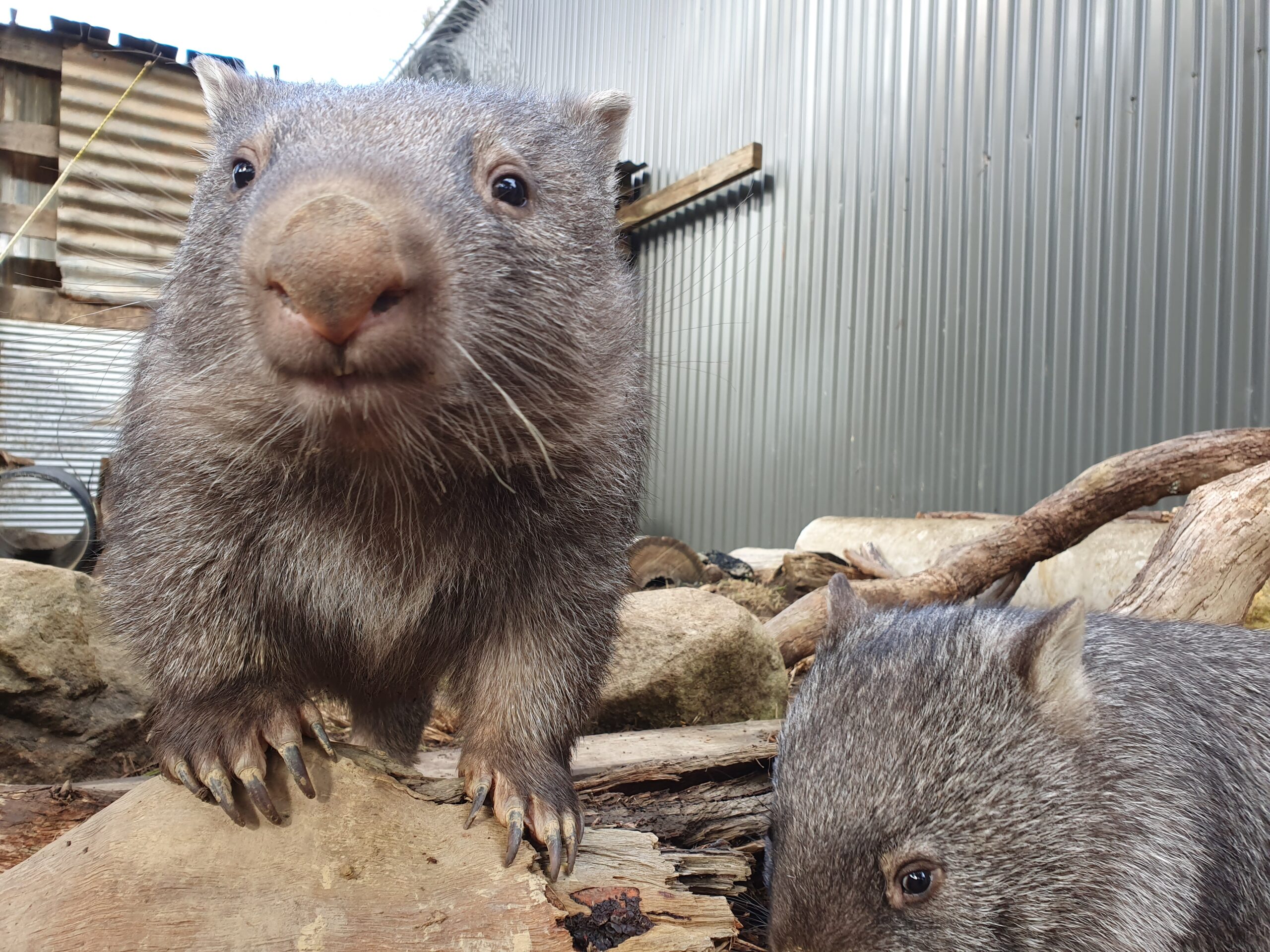 Southern Highlands Wildlife Sanctuary - Wombats