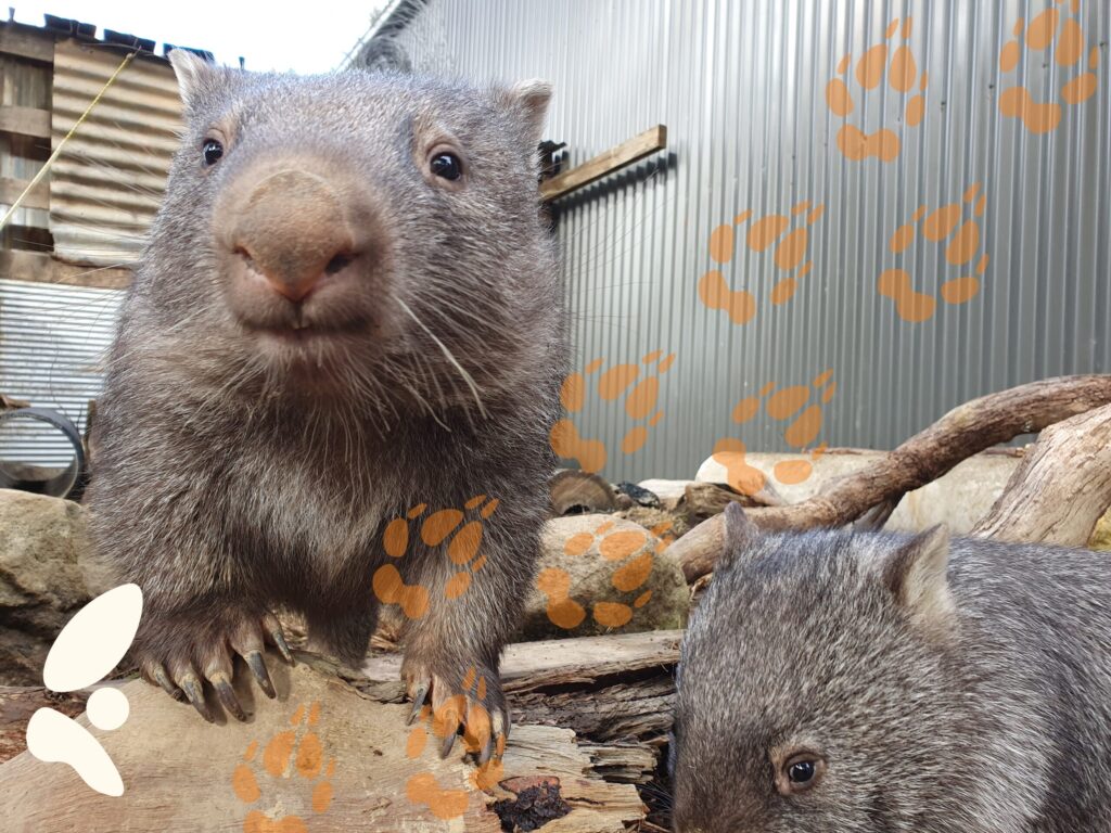 Southern Highlands Wildlife Sanctuary - Wombats