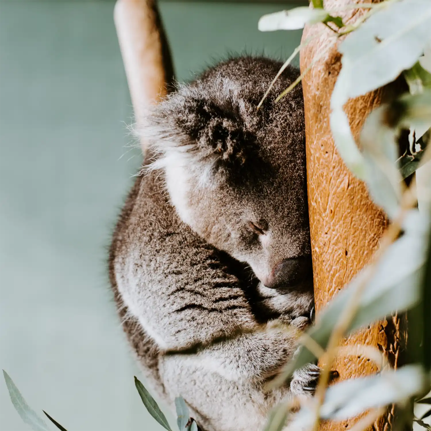 Southern Highlands Wildlife Sanctuary - Koala
