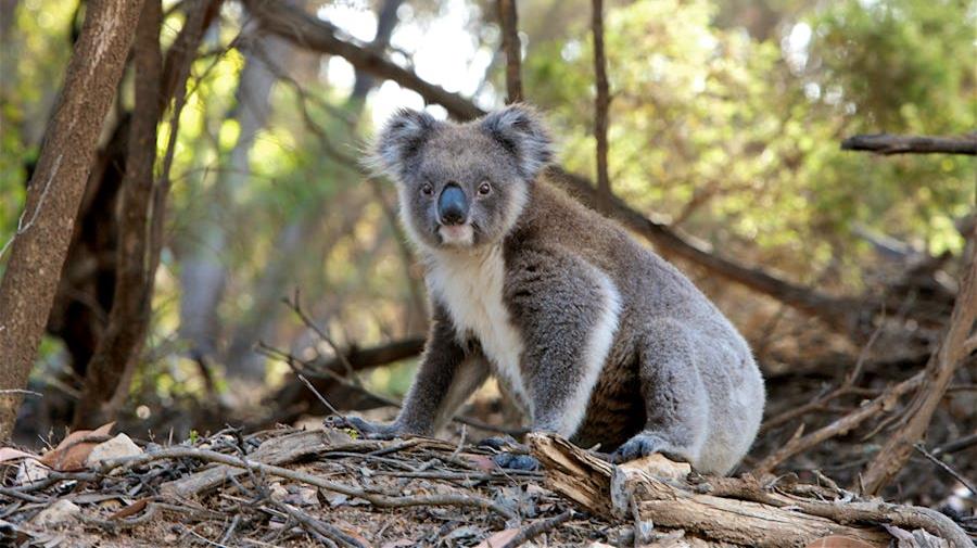 Endangered Koala on the forest floor a picture of a koala on the forrest floor
